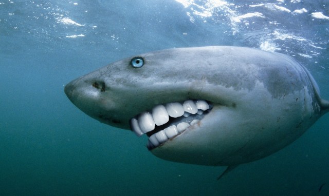 Shark Smile 2