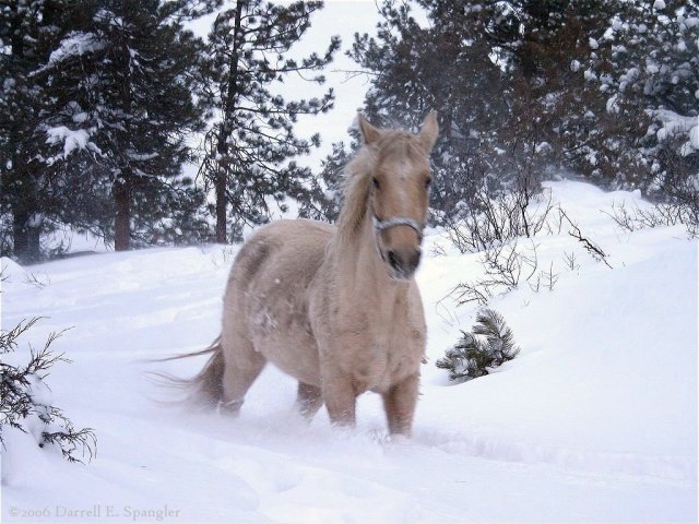 Horse in Snow